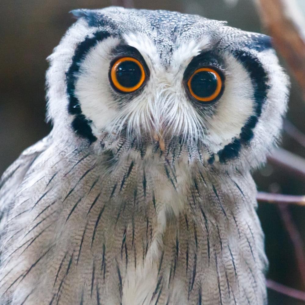 Филин на пне