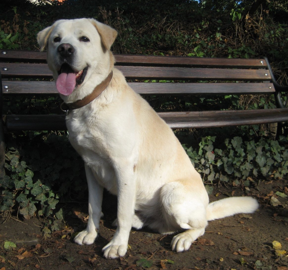 Метис алабая и лайки