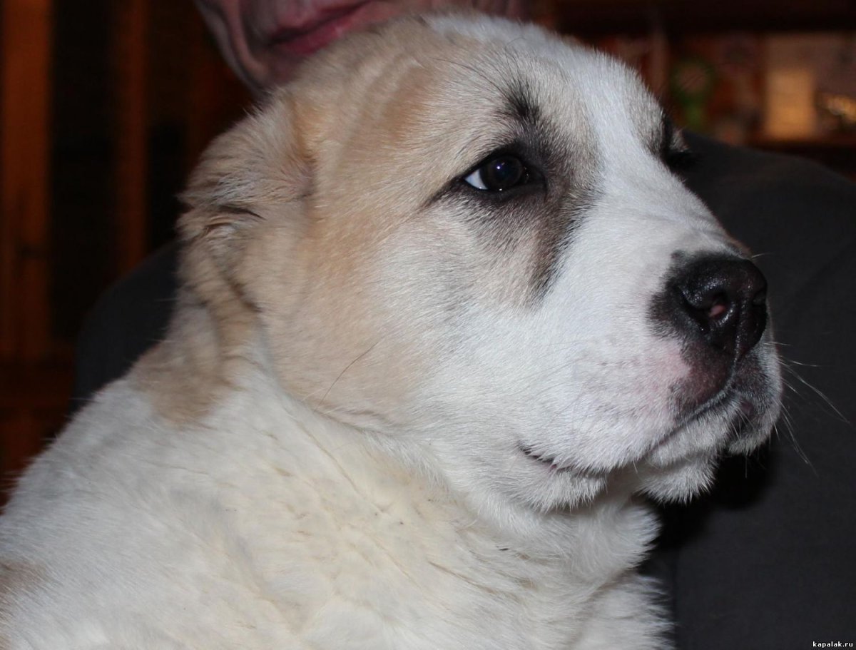 Метис лабрадора и кавказской овчарки