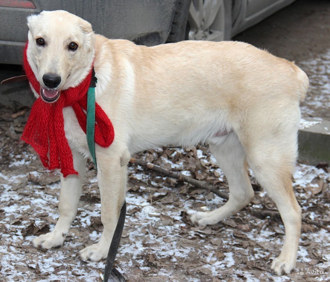 Метис алабая и лабрадора