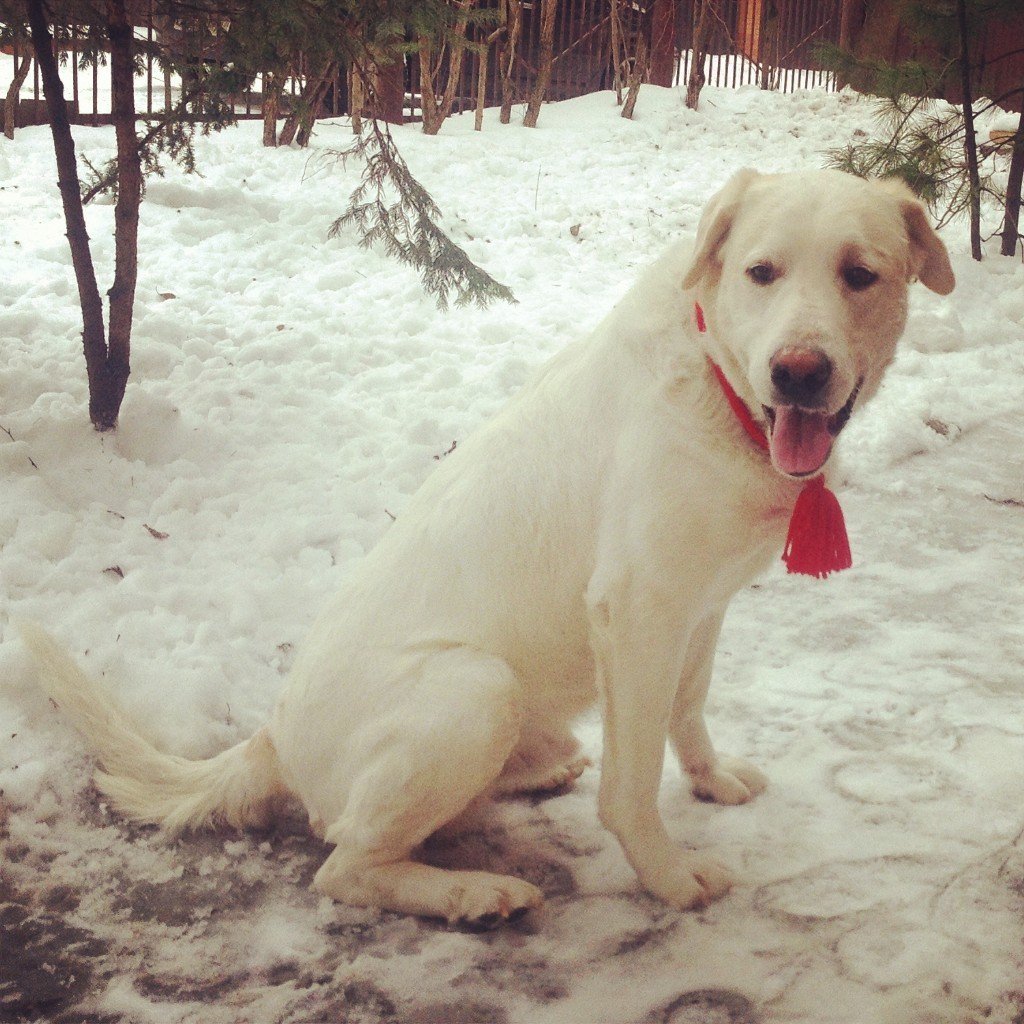 Метис шарпея и дворняги