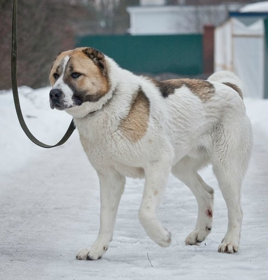 Лабрадор буч