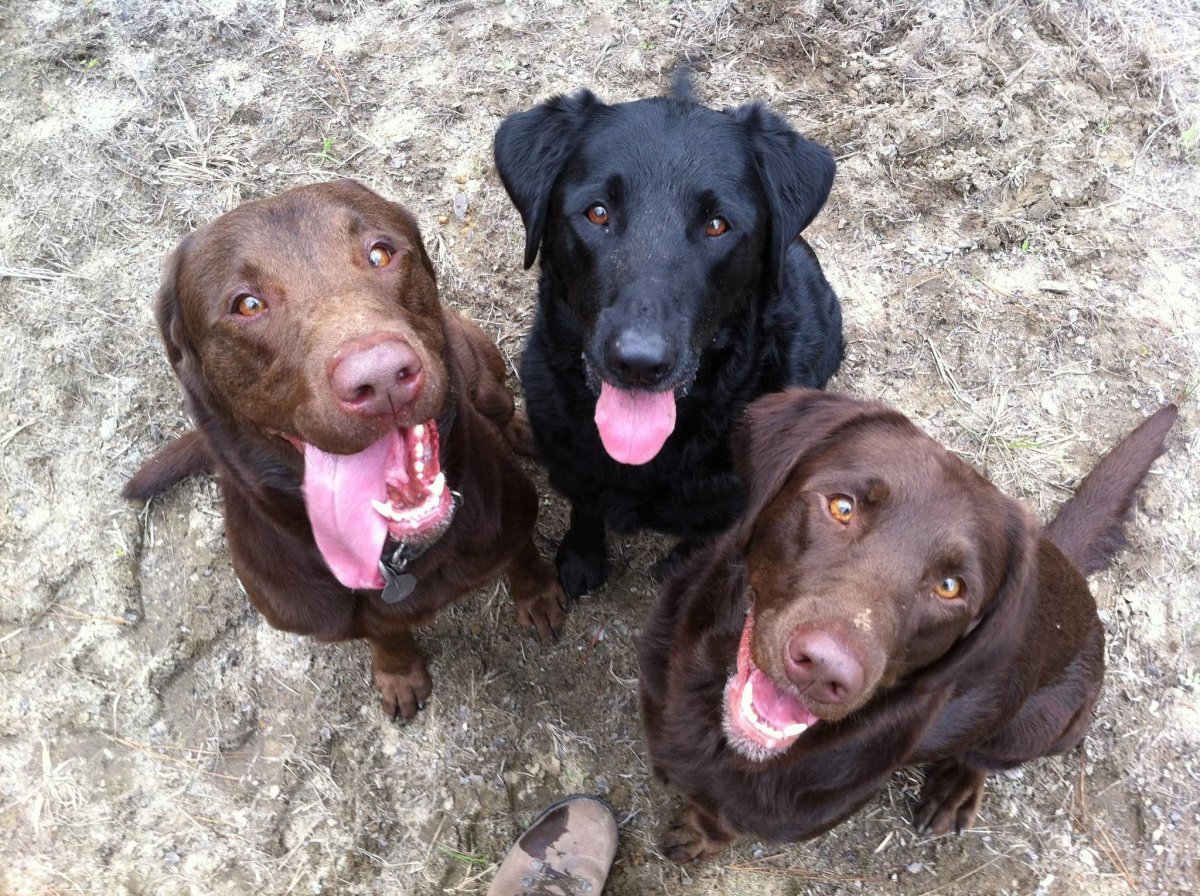 Веймаранер метис