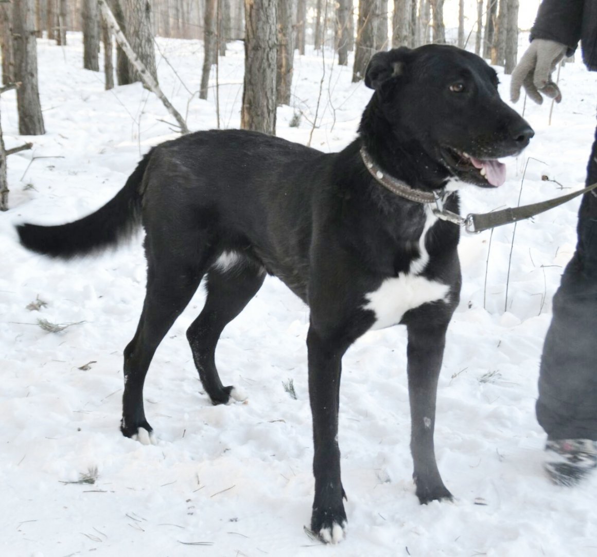 Метис алабая и лабрадора