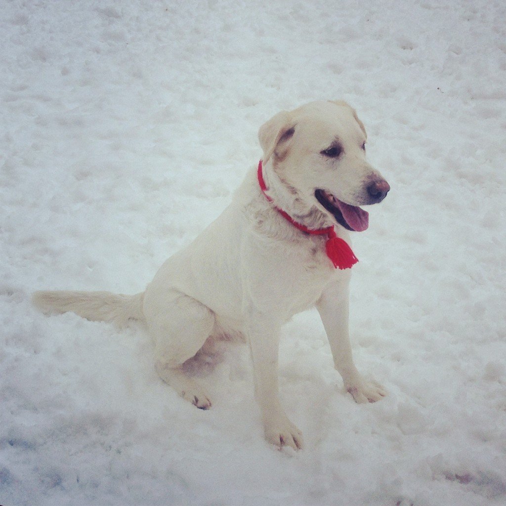 Собака Рэм лабрадор