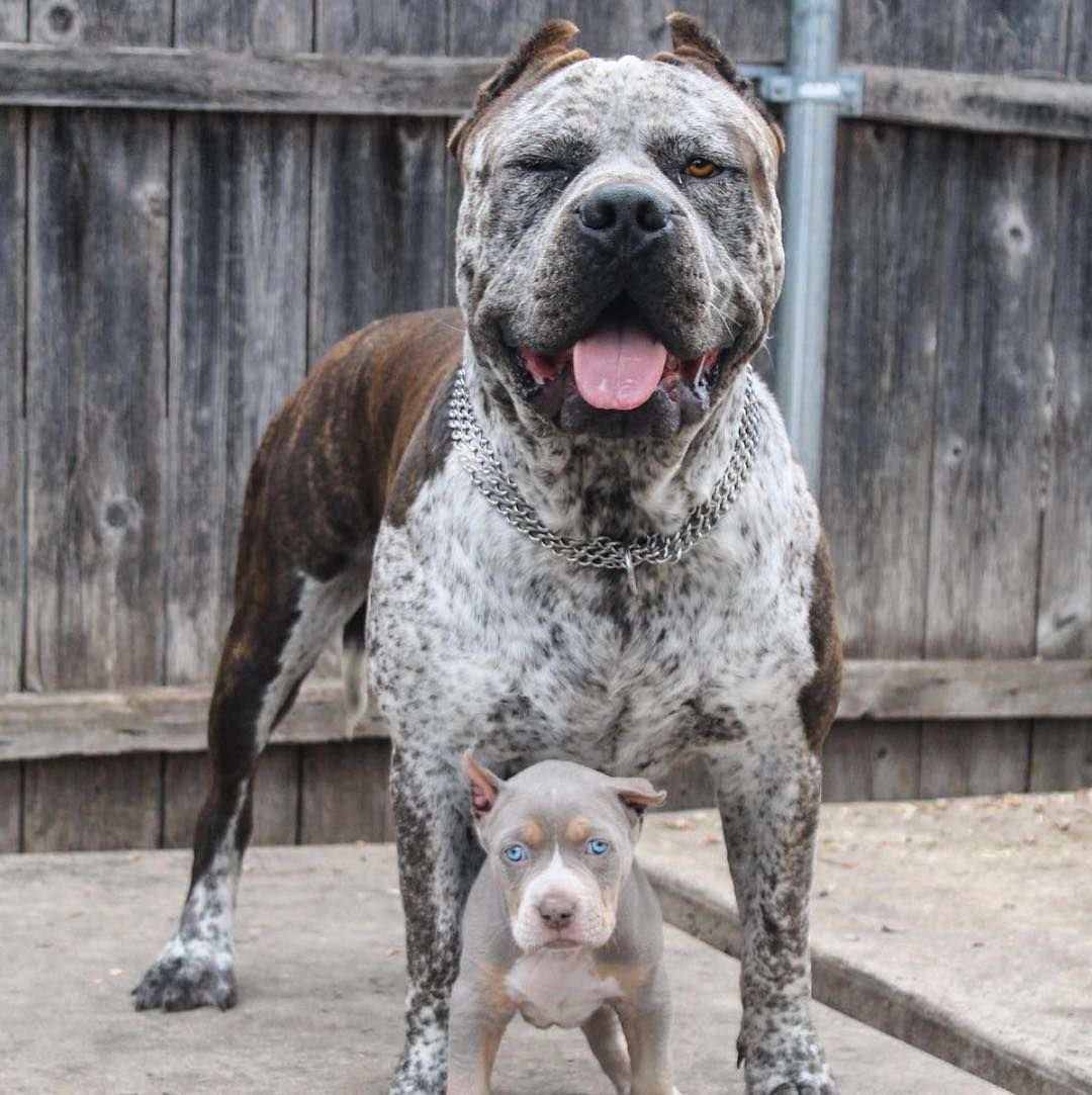 Среднеазиатская овчарка волкодав