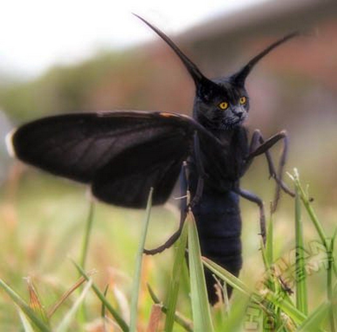 Ночные летающие насекомые