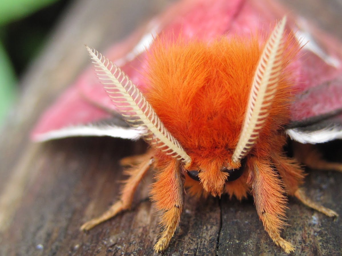 Пушистые насекомые