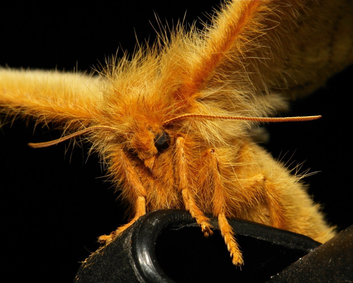 Тутовый шелкопряд бабочка рыжий