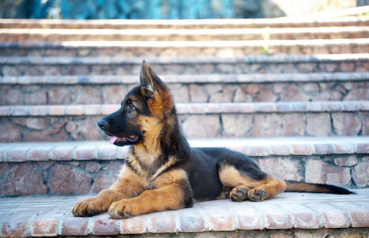 Картинки на рабочий стол щенки