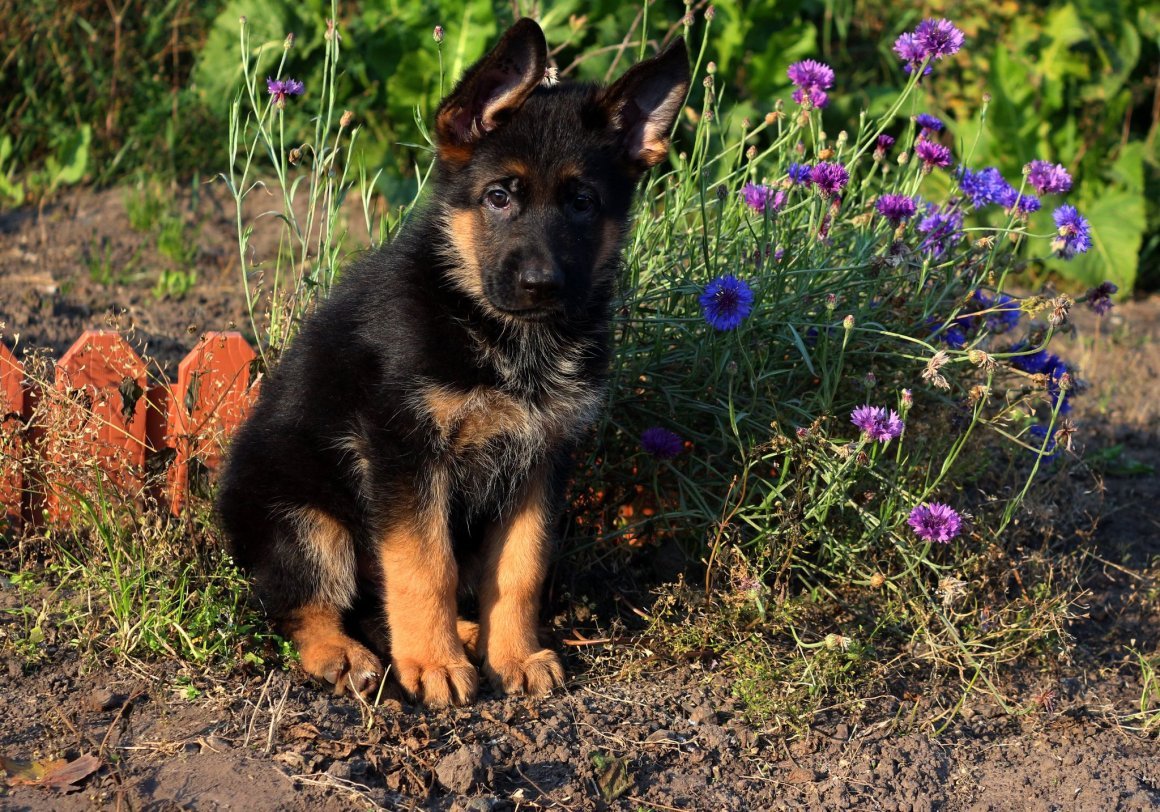 Немецкая овчарка щенки к9