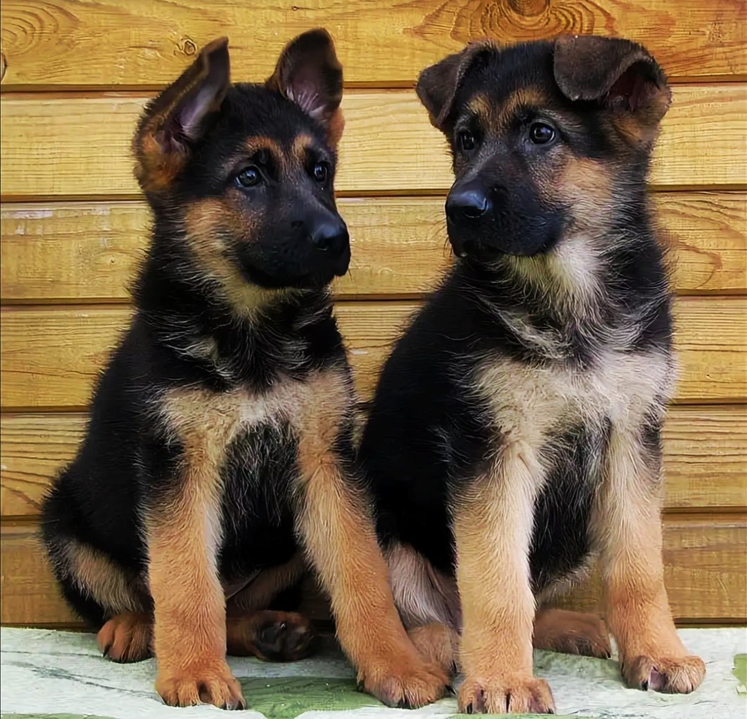 Двухмесячный щенок немецкой овчарки