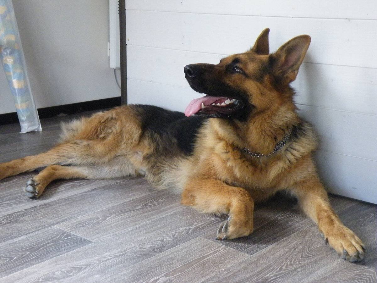 Гектор немецкая овчарка