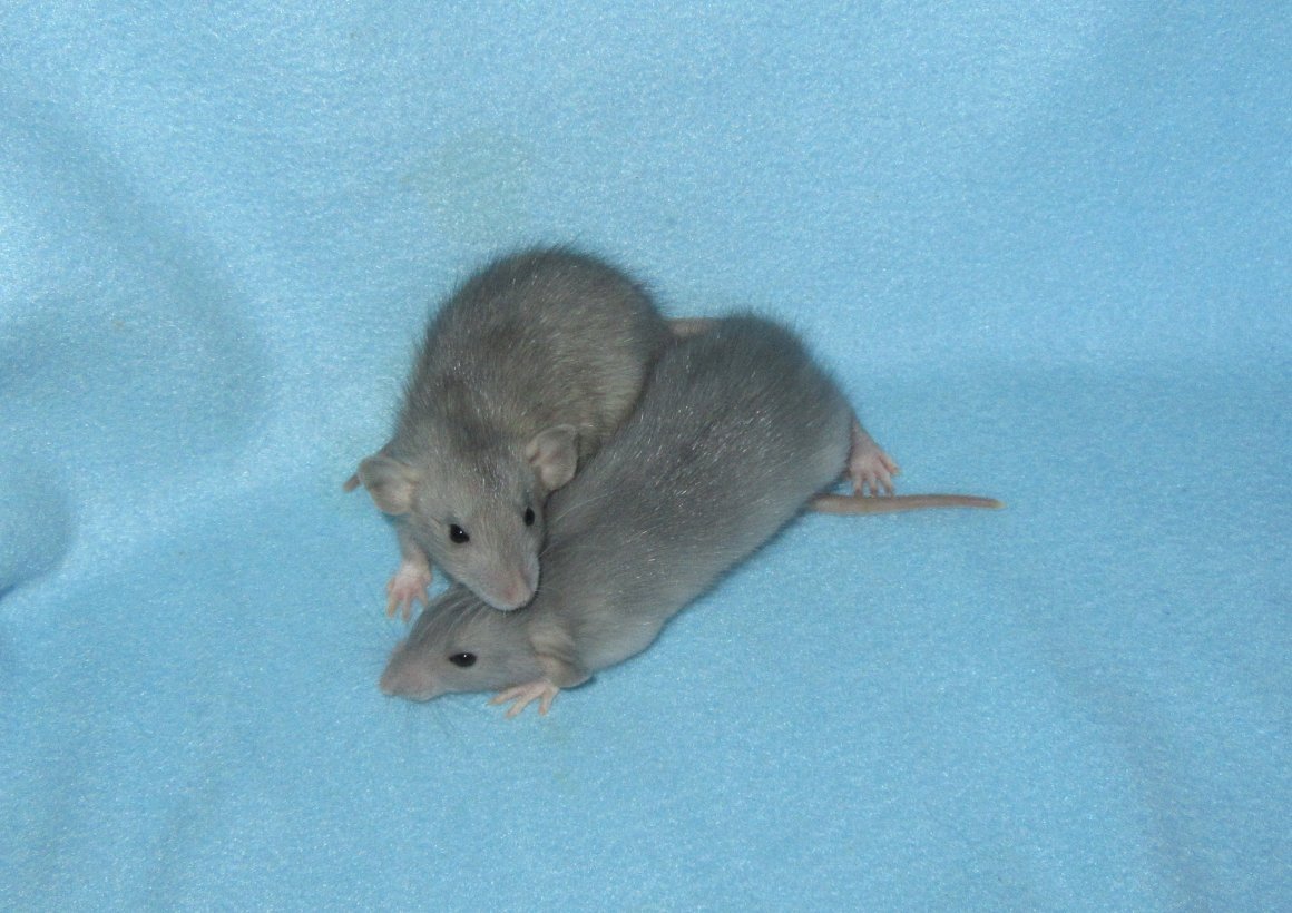 Крыса Дамбо голубая
