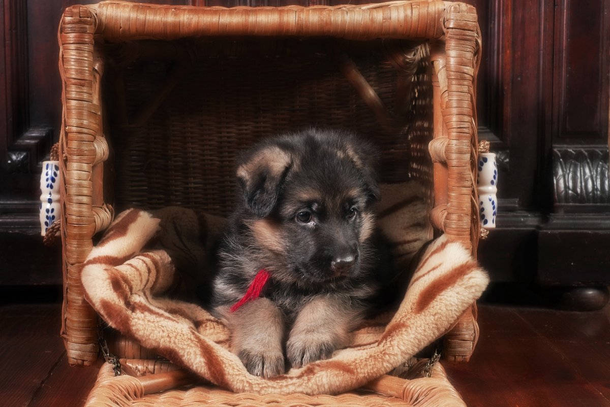 Щенок немецкой овчарки 9 месяцев