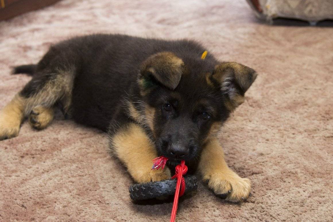 Немецкая овчарка щенок мальчик