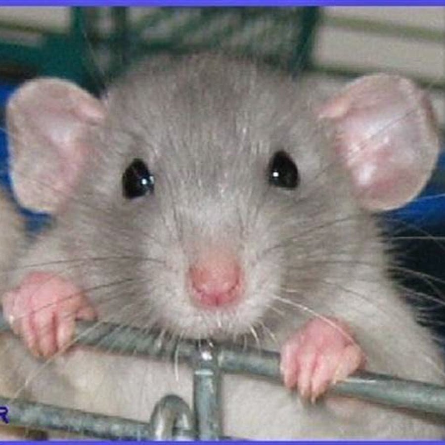 Две милые крыски