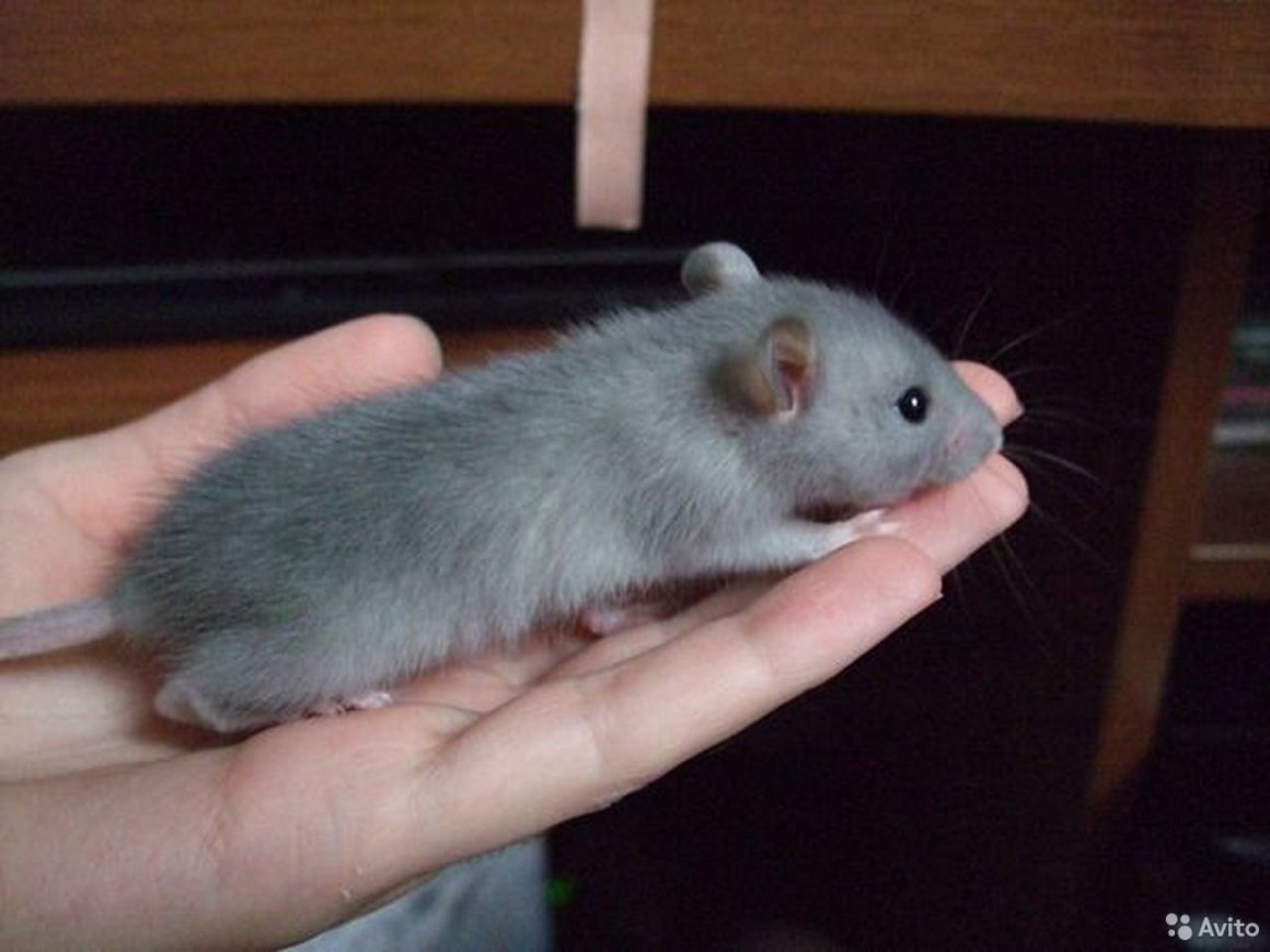 Крыса голубая норка