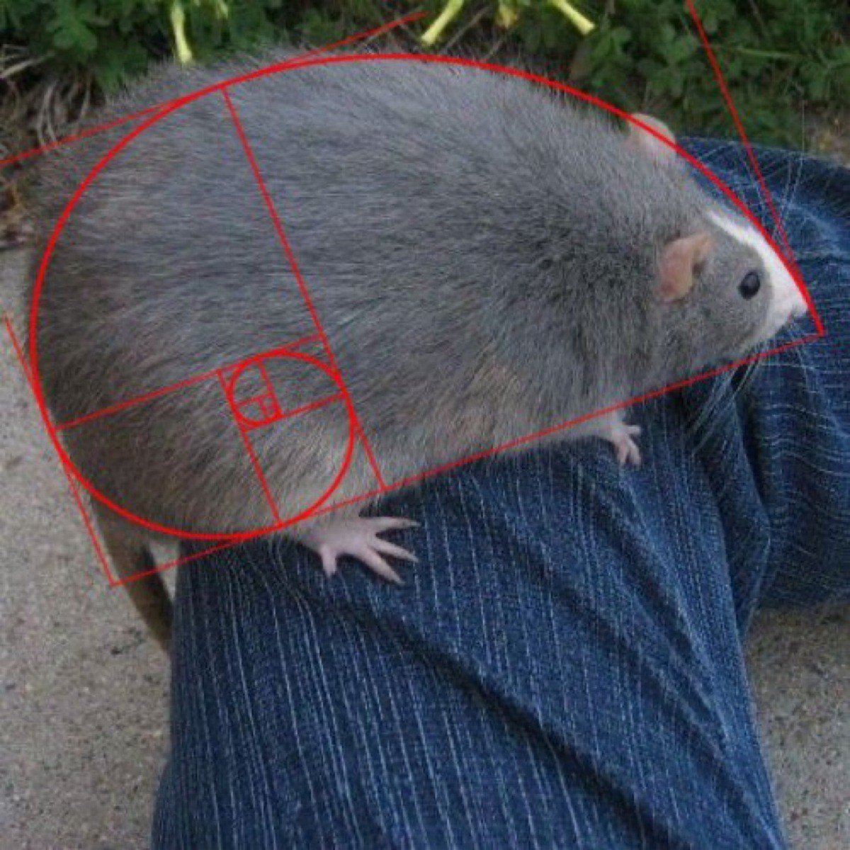 Крысята Дамбо голубая норка