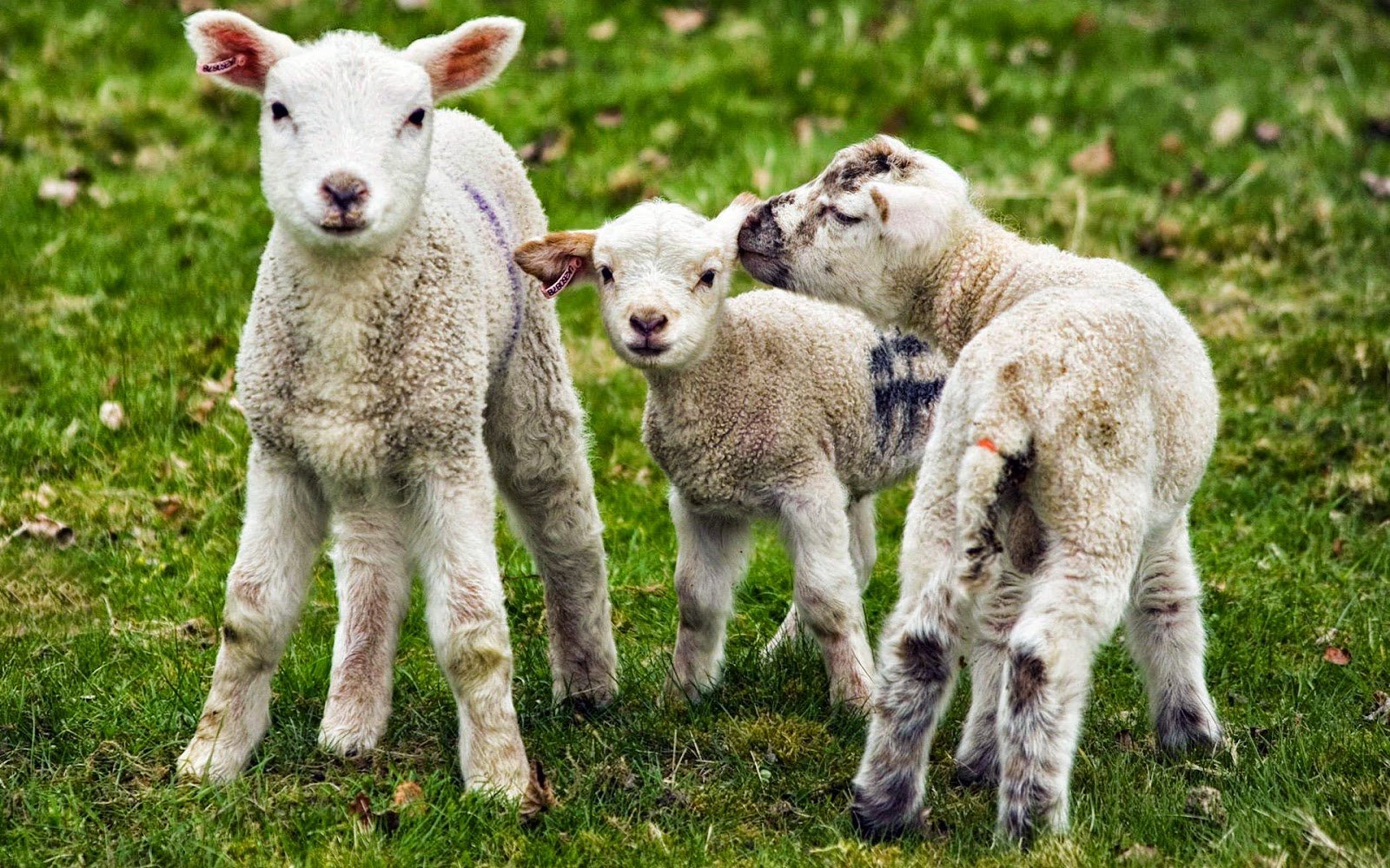 Куплю овец ягнят. Катумская порода овец. Овцы породы Вале-Блэкноз. Саутдаун порода овец. Валлийская черномордая овца.