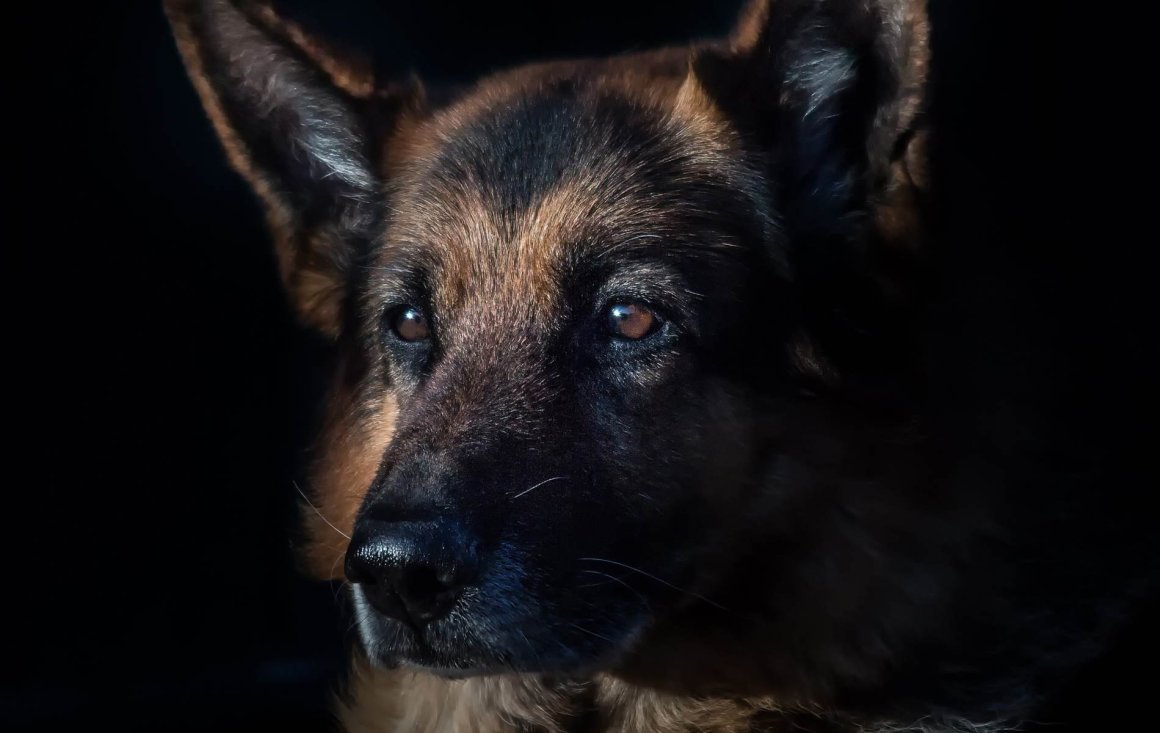 Восточноевропейская овчарка щенки