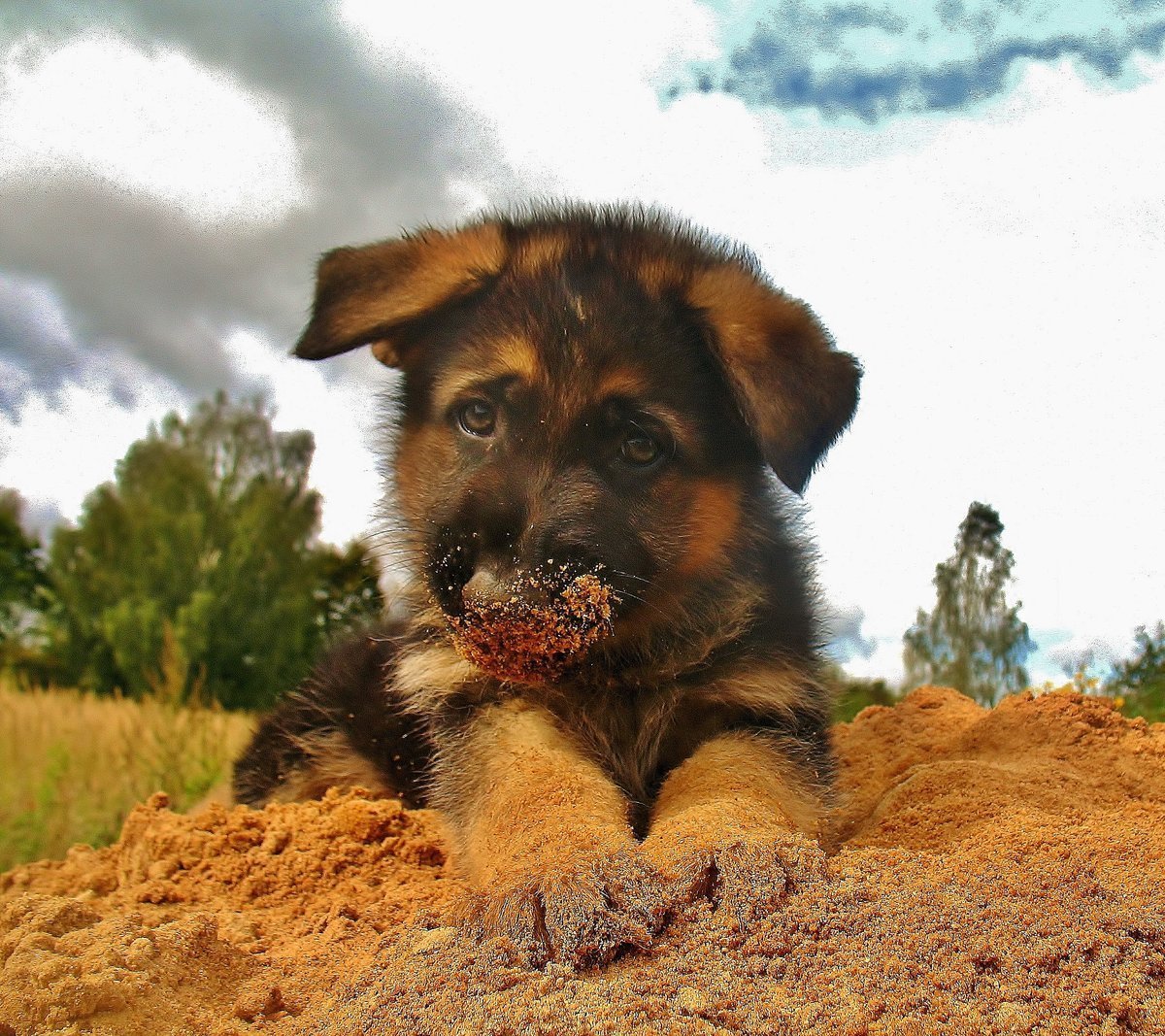 Щенки немецкой овчарки 1мес