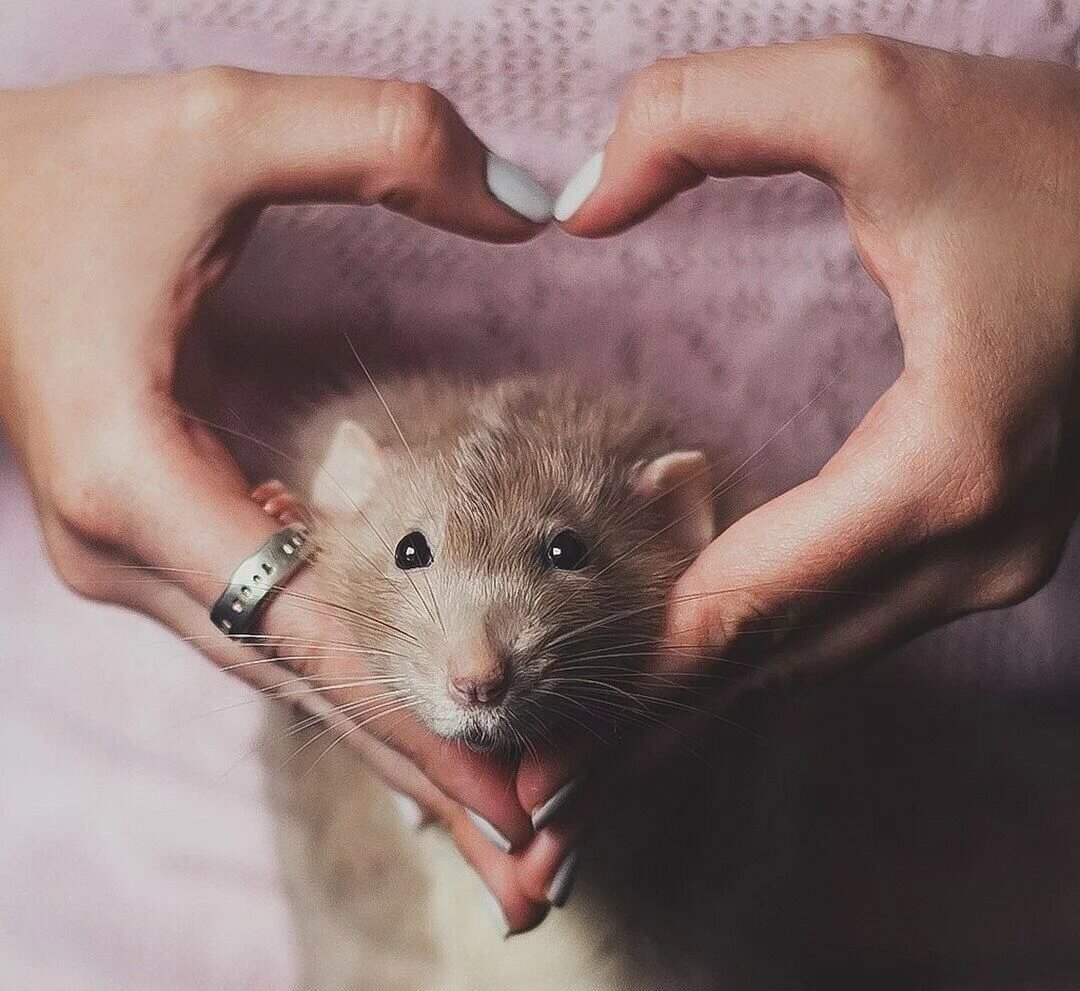 Голубая норка Живая