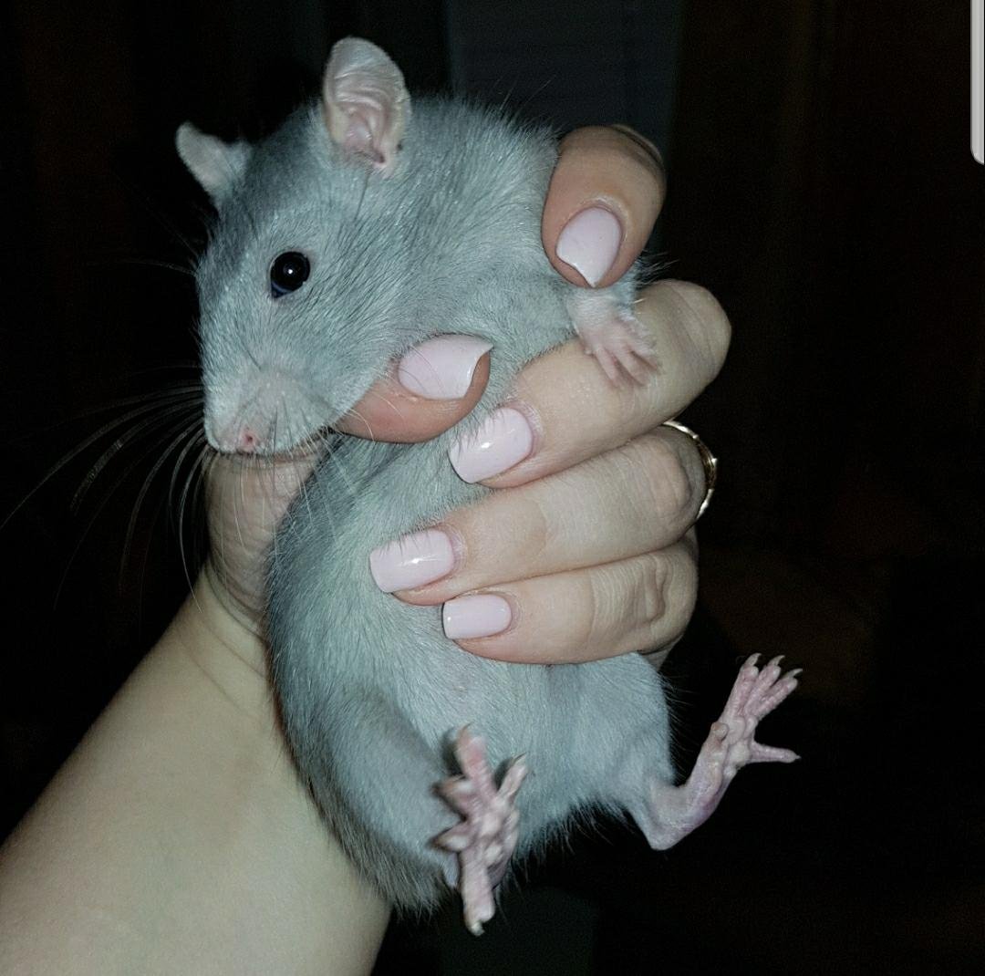 Голубые крысята Дамбо