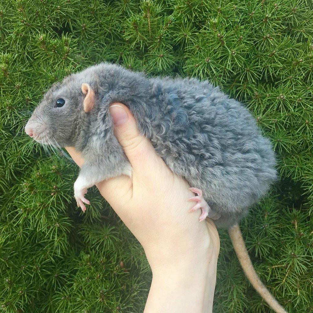 Крыса Дамбо голубая