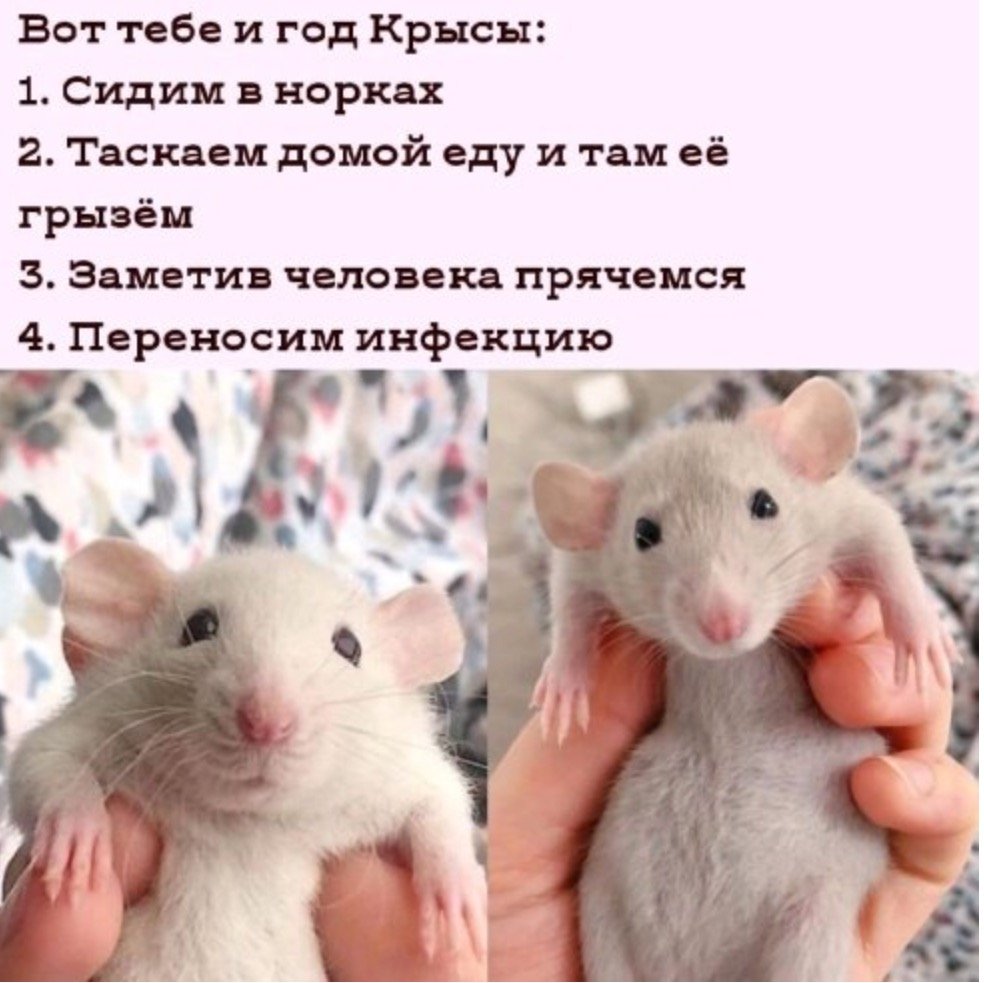 Крысята Дамбо