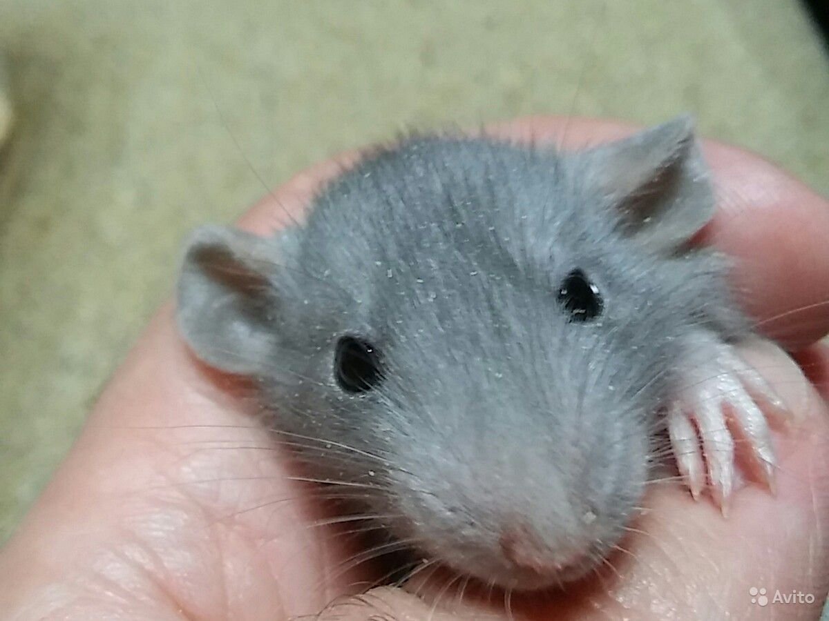 Крыса Дамбо голубая норка