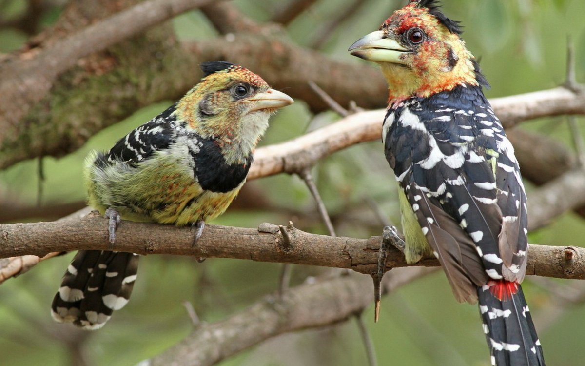 Мартиникский ара