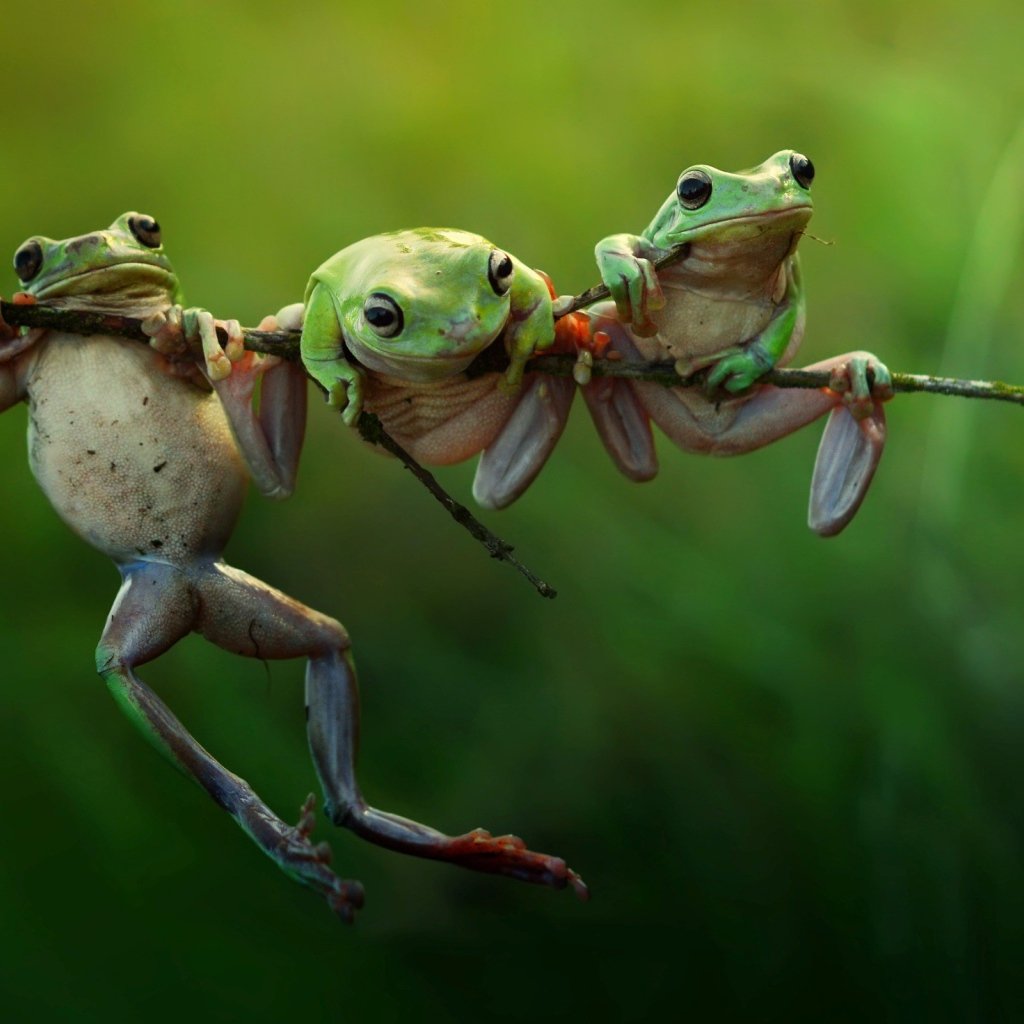 Лето лягушка