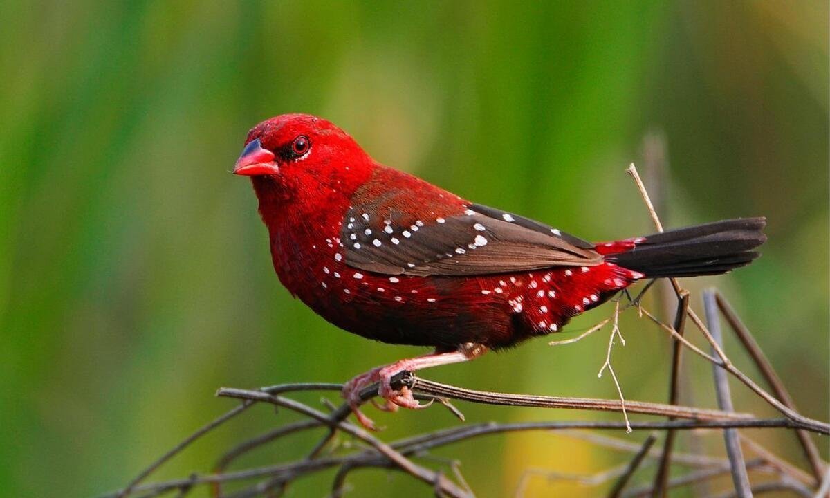 Масковый Амарант