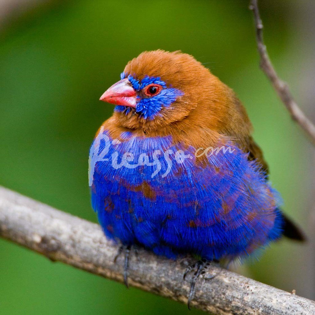 Оранжевощёкий астрильд