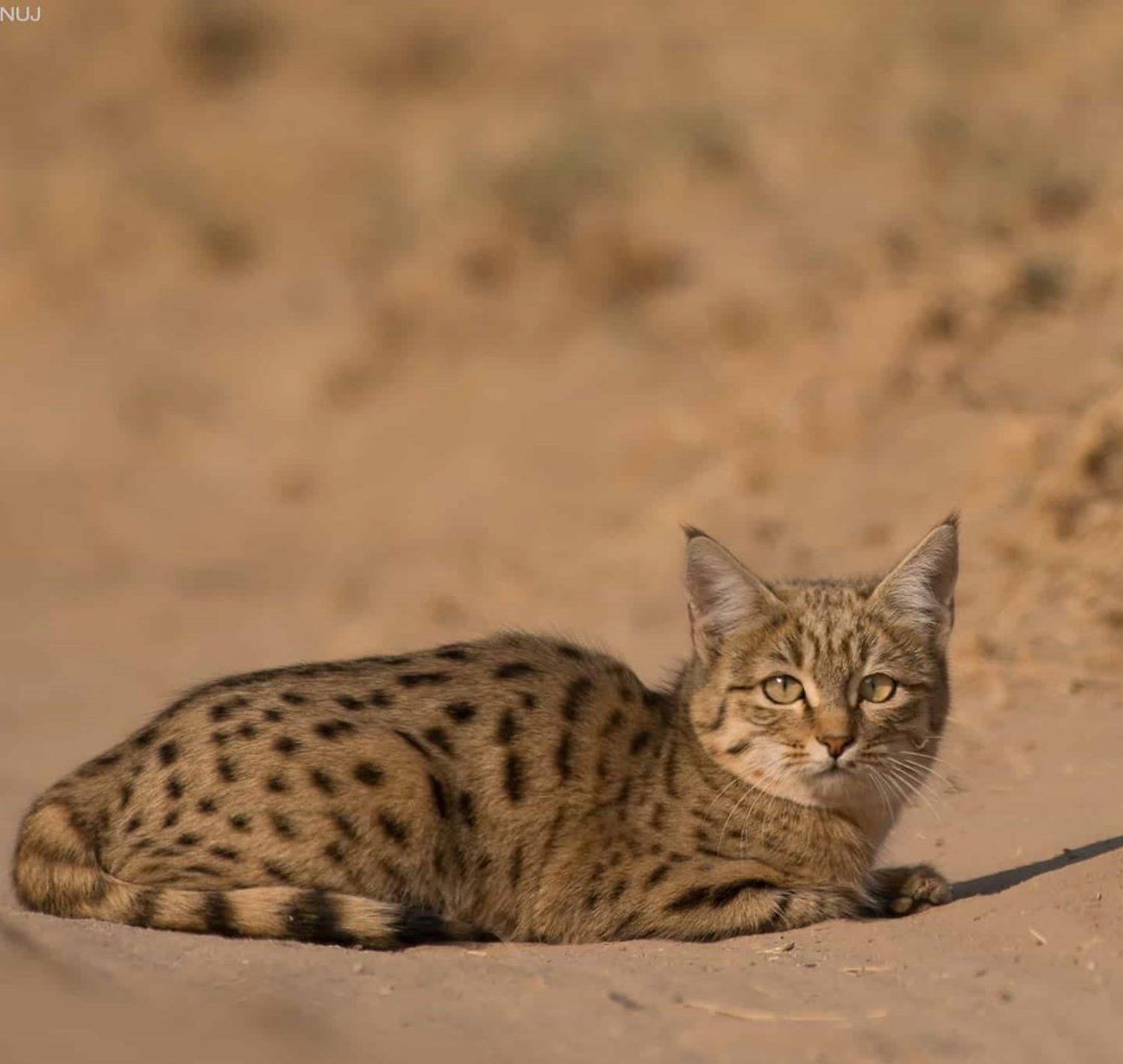 Кошка пустыни. Барханный кот. Барханный кот в пустыне. Североафриканская Степная кошка. Степная кошка (Felis Libyca).