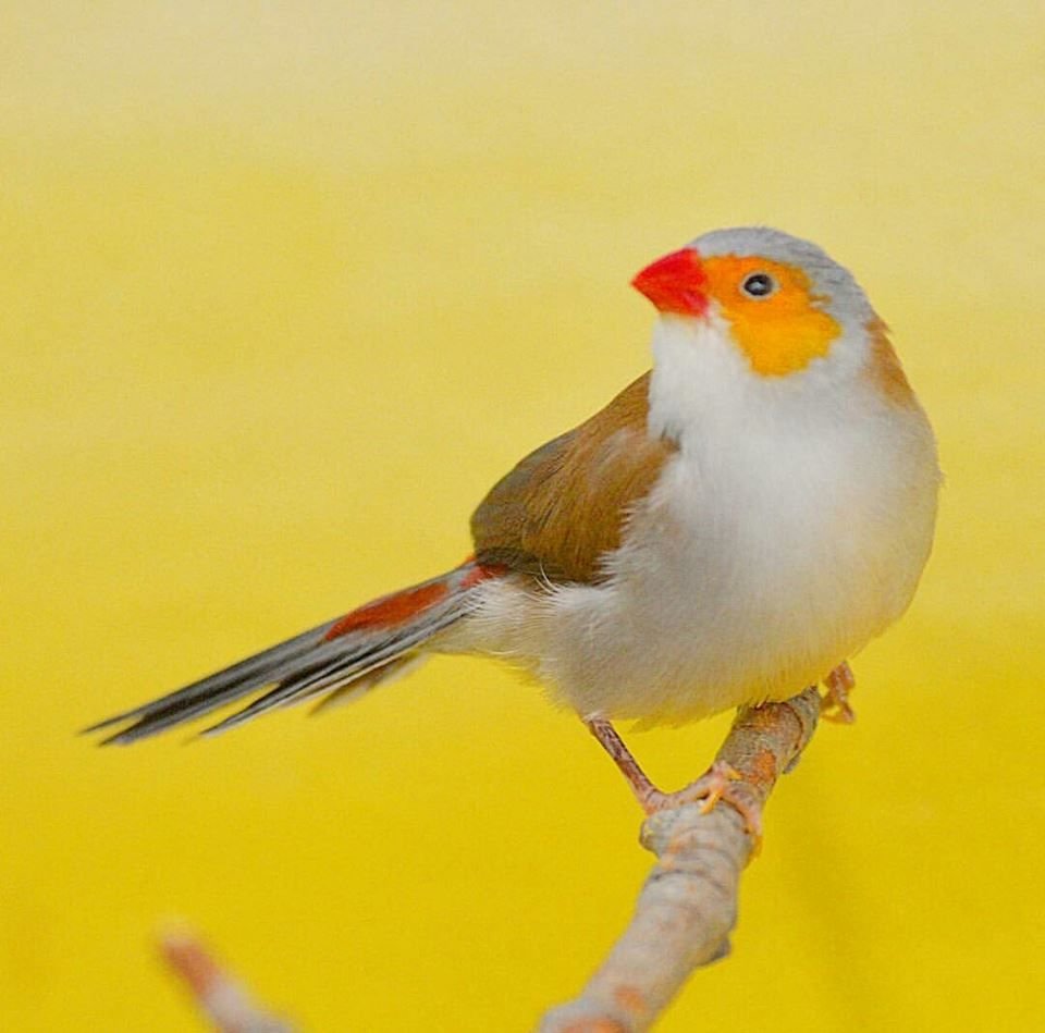 Волнистый астрильд