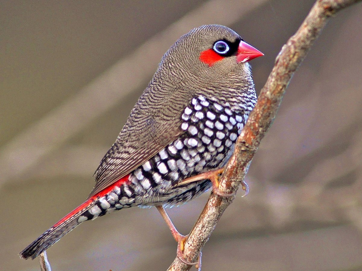 Pyrenestes Ostrinus)