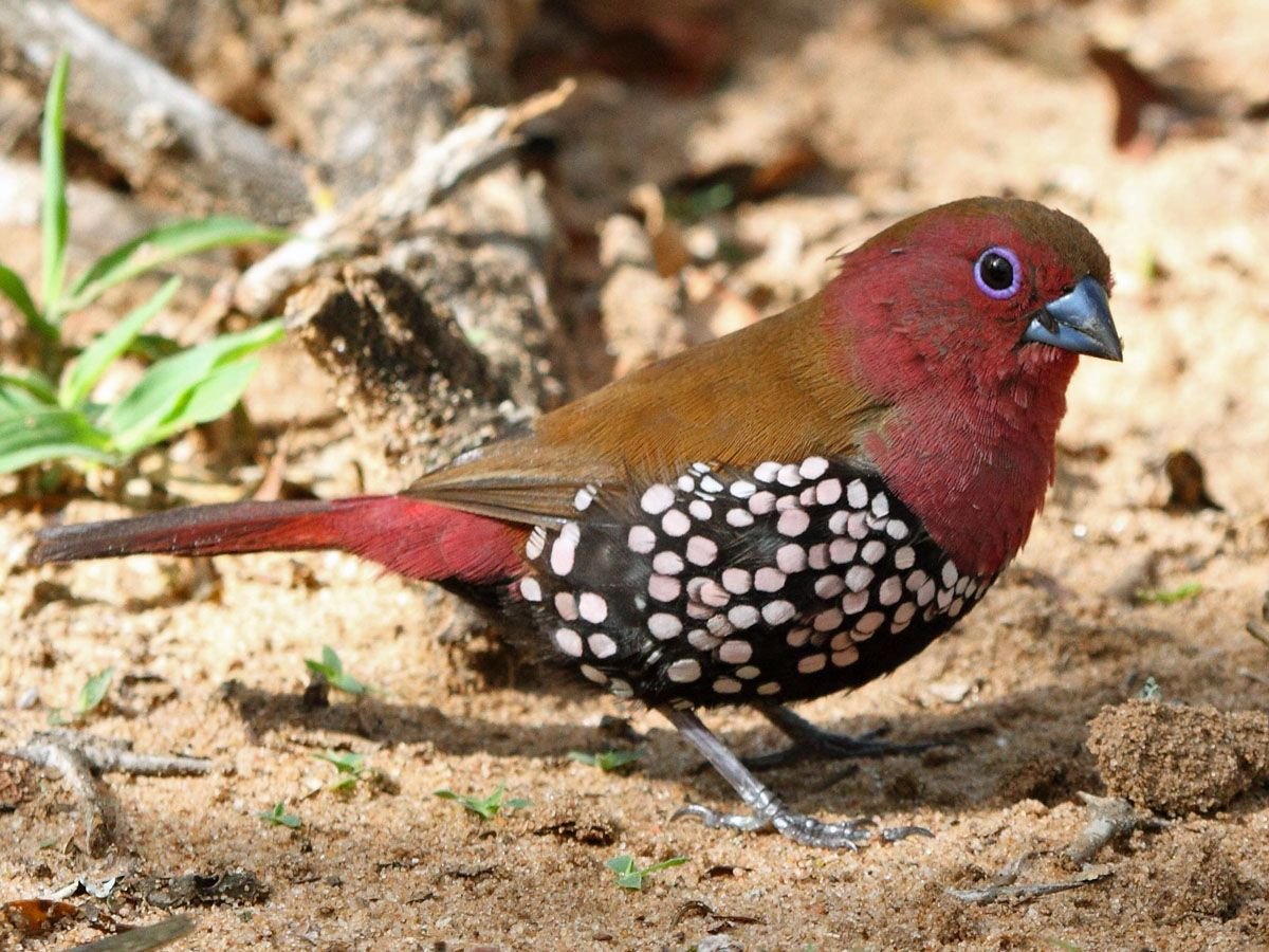 Pyrenestes Ostrinus)