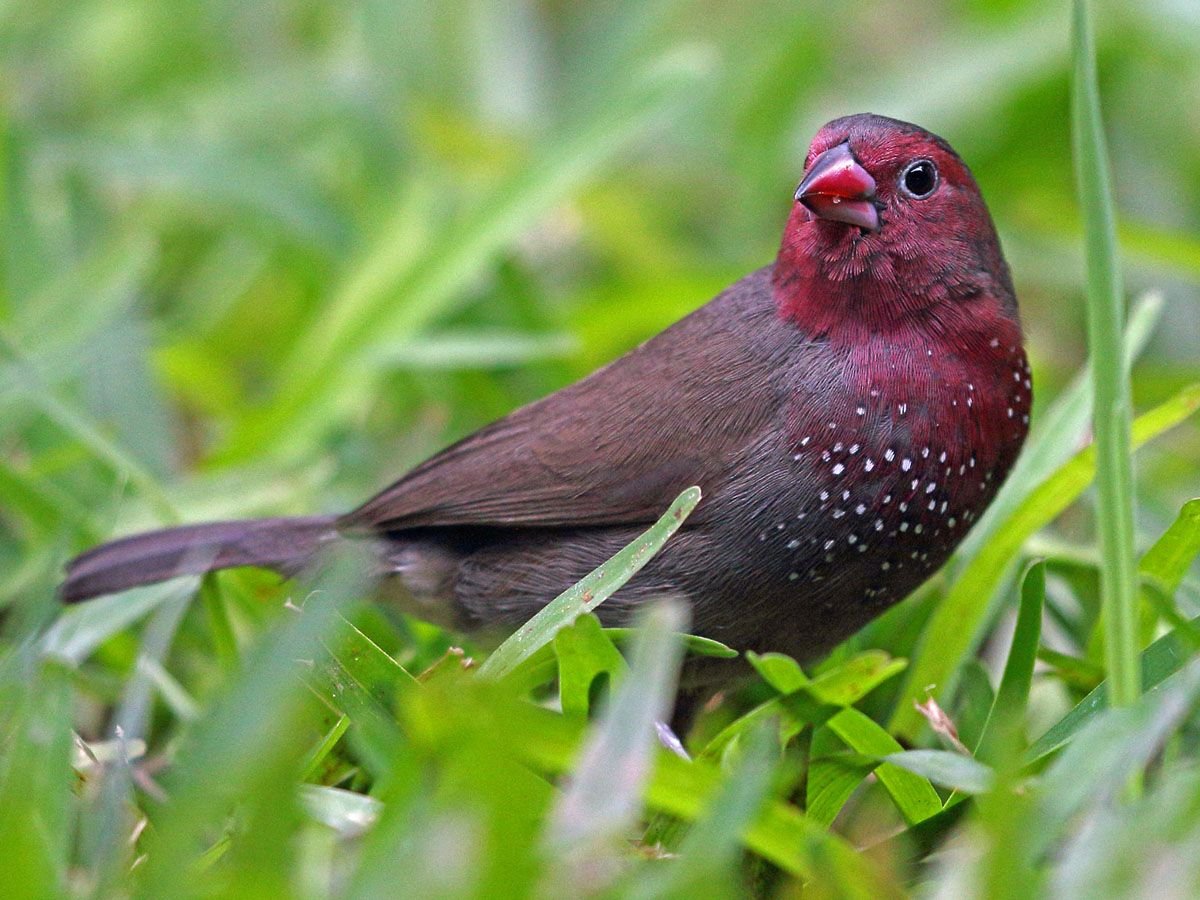 Красноухий астрильд