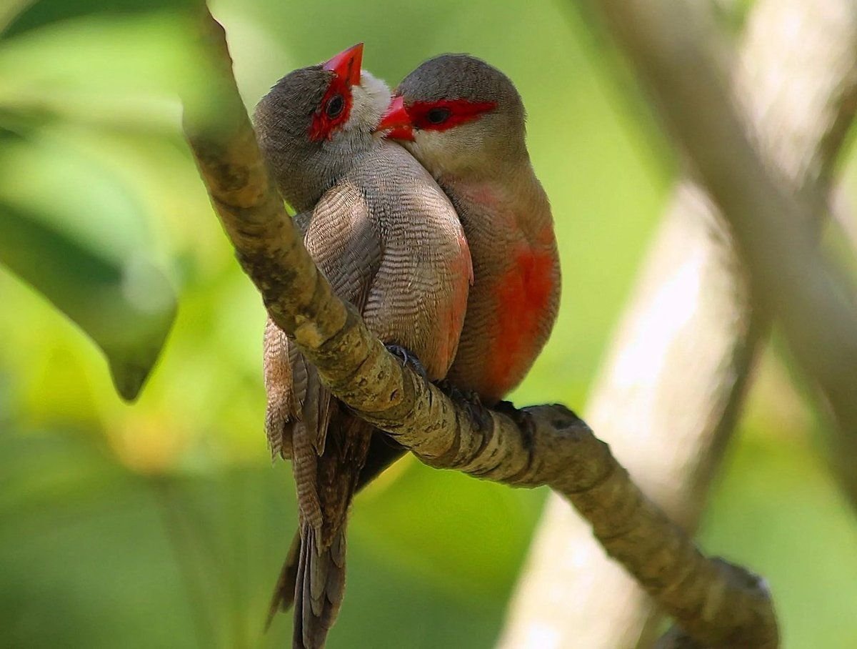 Uraeginthus ianthinogaster