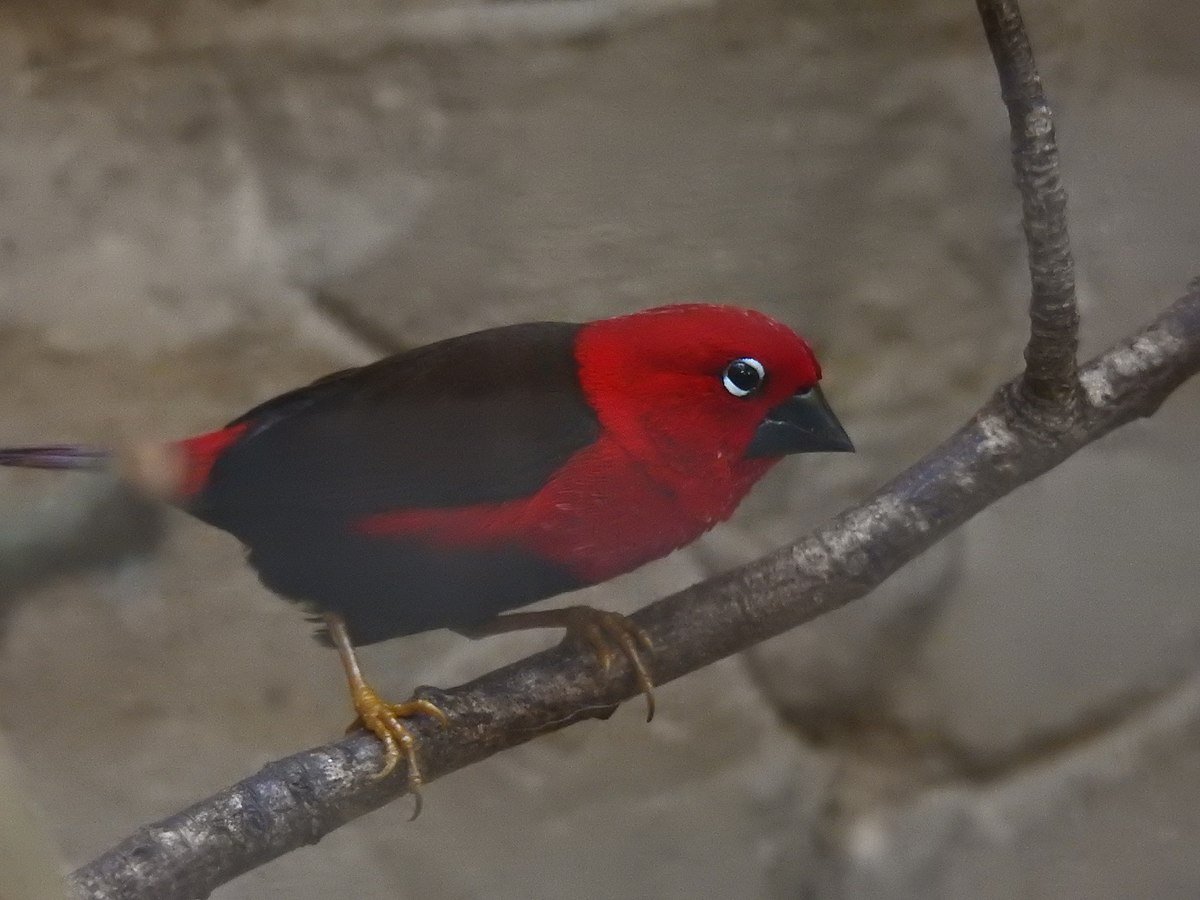 Тигровый астрильд