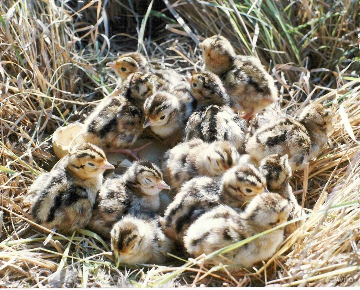 Серая куропатка с птенцами