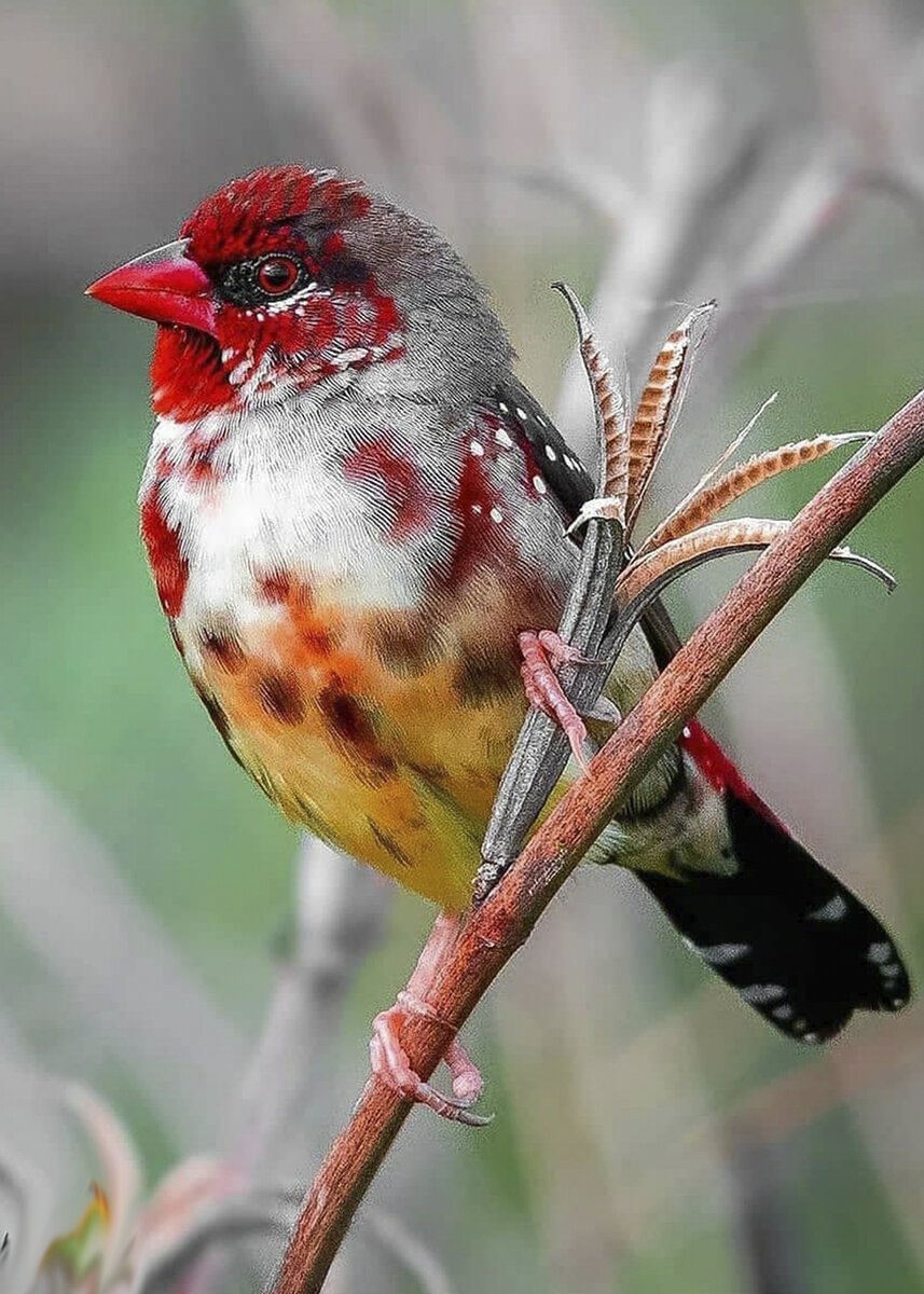 Краснохвостый астрильд