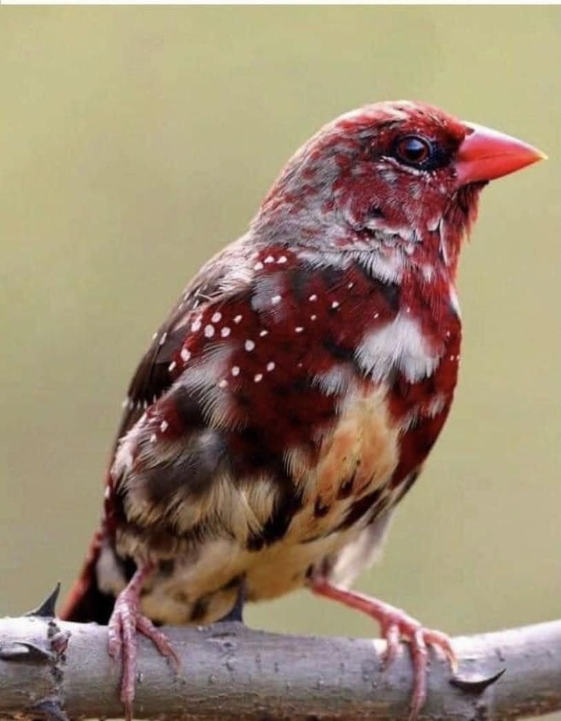 Поцелуй любовных птичек