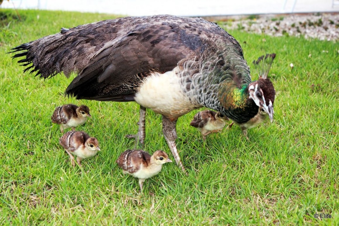 Птенец павлина