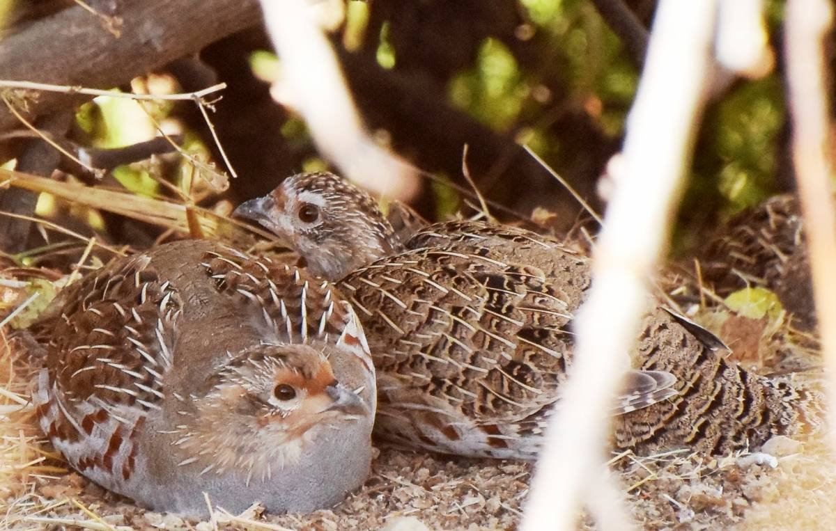 Серая куропатка гнездо