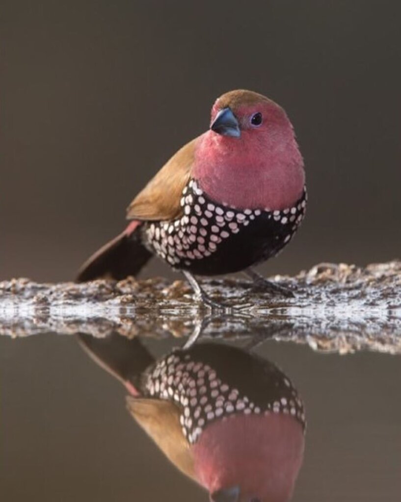 Краснохвостый астрильд