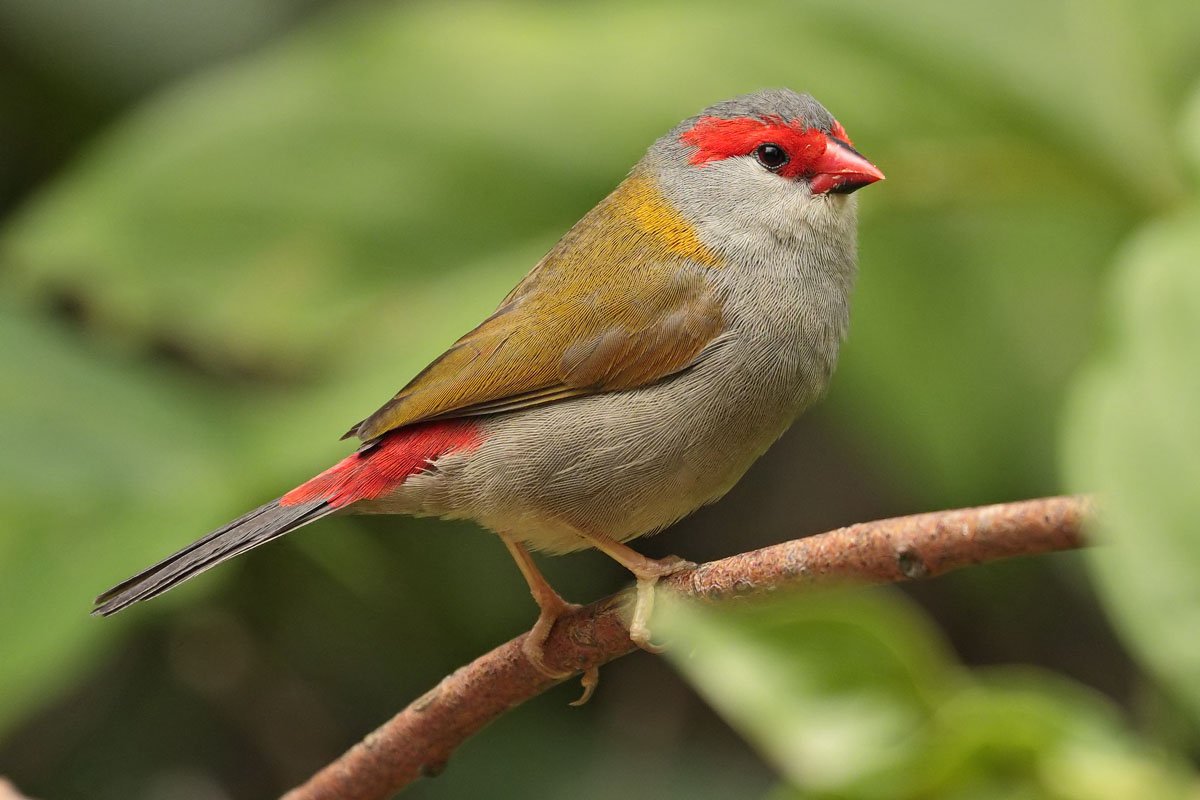 Краснохвостый астрильд