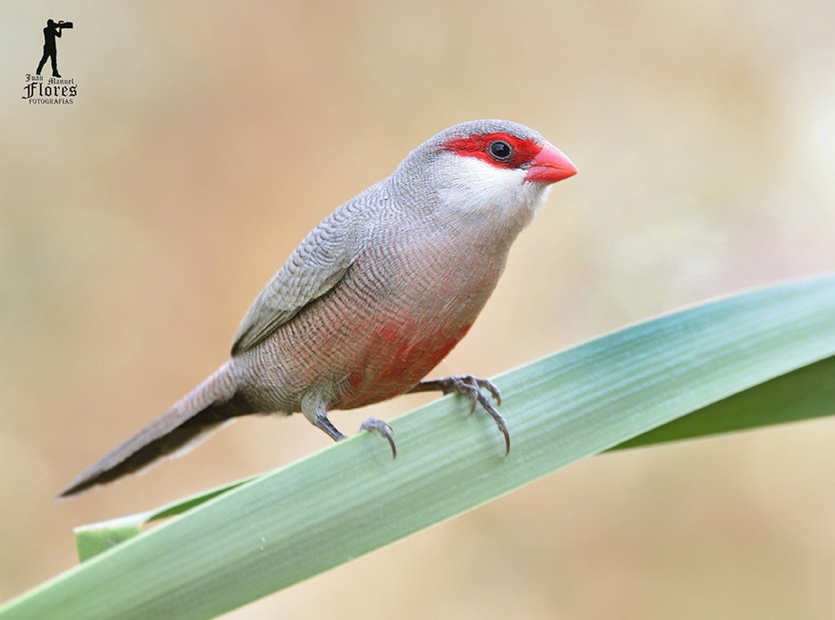 Тростниковые астрильды